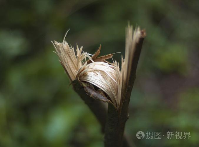ated 山顶火灾后的废墟秃树公园里的大树燃烧的森林火树干黑色绿色