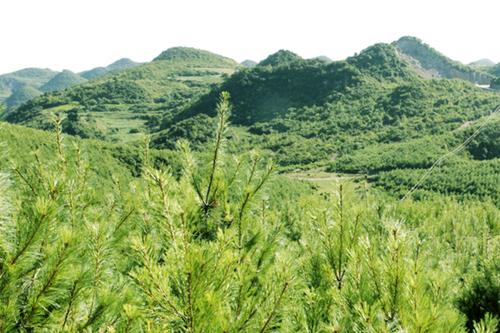 厉害了贵州林业六个第一掀起绿色风暴